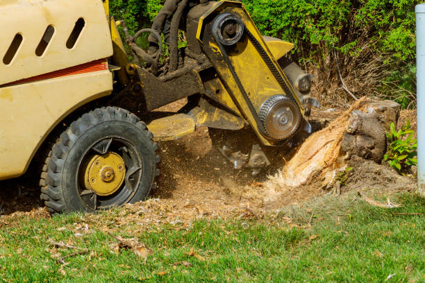 Best Tree Care Services  in Princeton, MN